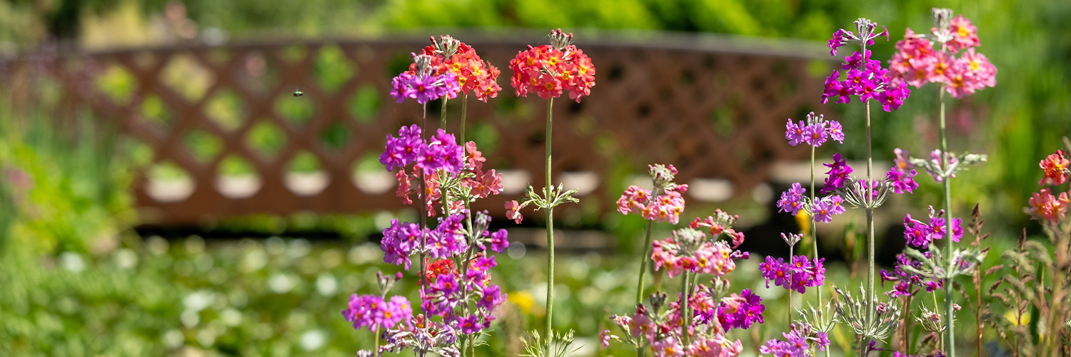 summer flowers